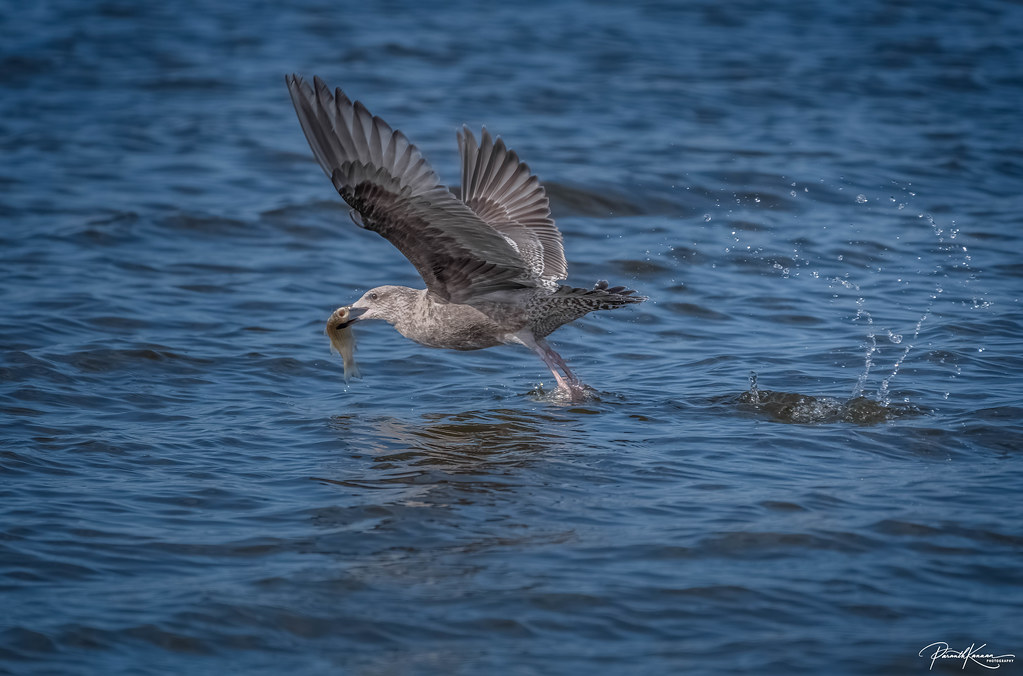 Juvenile Herring Gull with catch