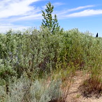 Salix exigua - sandbar willow Sandbar willow growing in the Hyatt Hidden Lakes Reserve, Boise, Idaho.