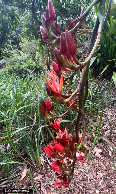 Doryanthes palmeri  syn. Doryanthes palmeri var. larkinii or Doryanthes larkinii) - Spear Lily, Giant Spear Lily
