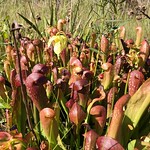 Field Trip: Ralph E Simmons State Forest Hooded pitcherplant
Photo by Deanna Derosia