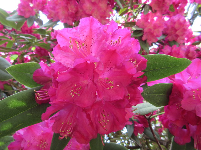 Magenta Rhododendrons - Tecoma
