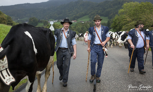 [Swiss Cow Parade tradition]: Descent of the Piller family's alp 2022