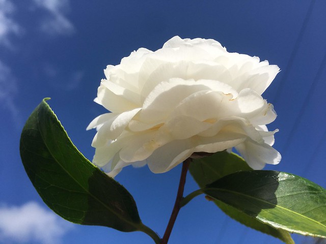 camelia blanca japonesa日本白山茶Japanese white camellia (6)