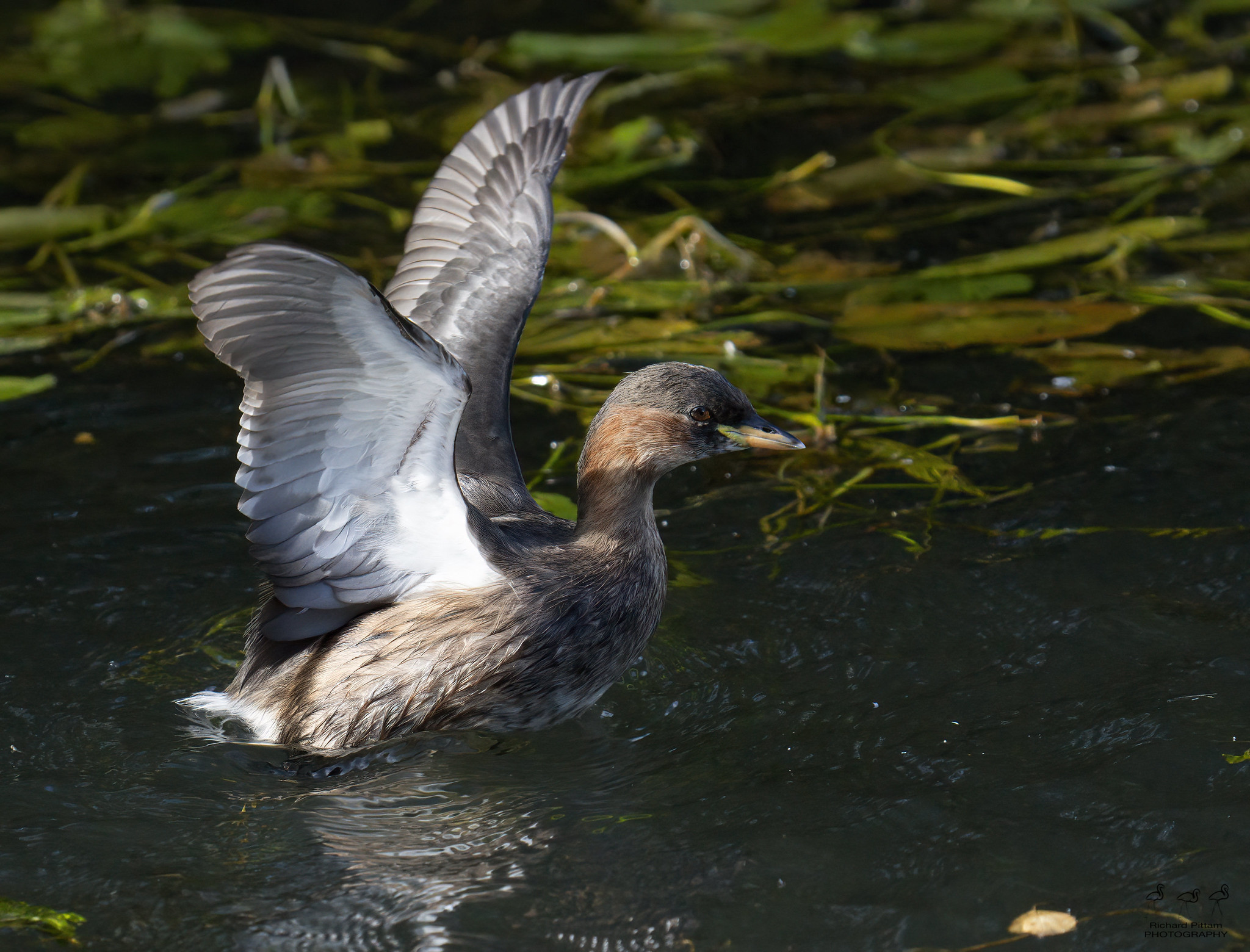 Little Grebe/Dabchick - Autumn colours and high ISOs