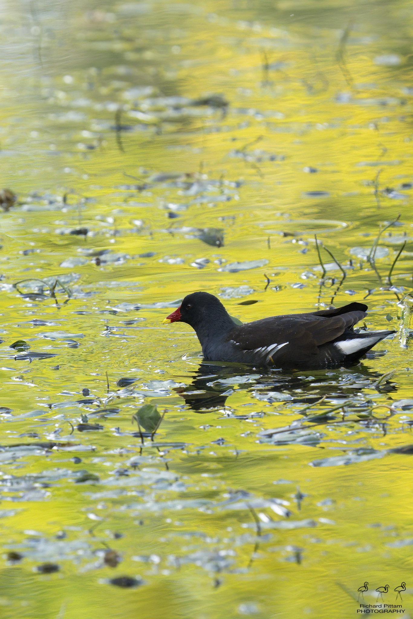 Moorhen - Autumn colours and high ISOs