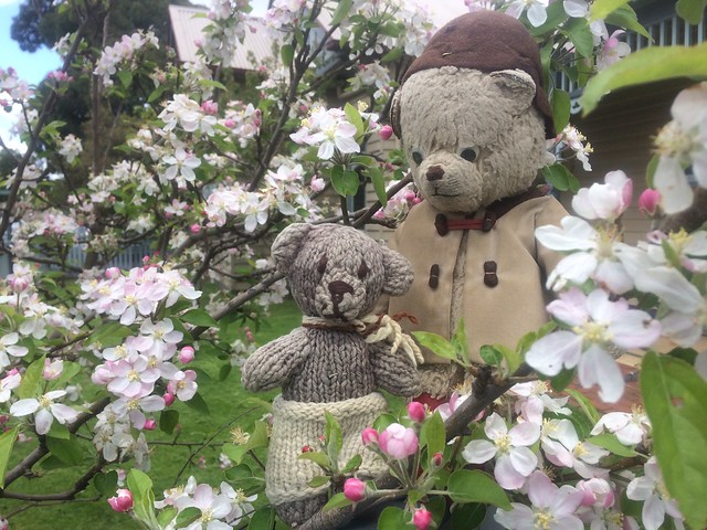 Paddington, Scout and the Apple Blossom