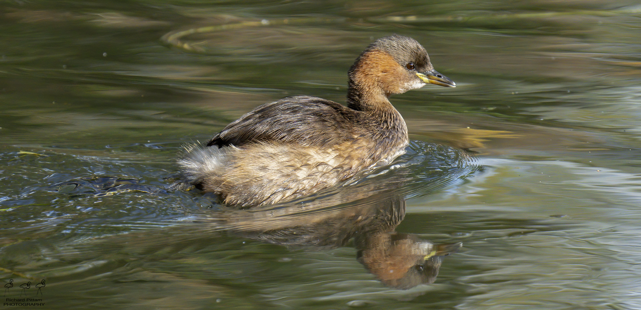 Little Grebe/Dabchick - Autumn colours and high ISOs