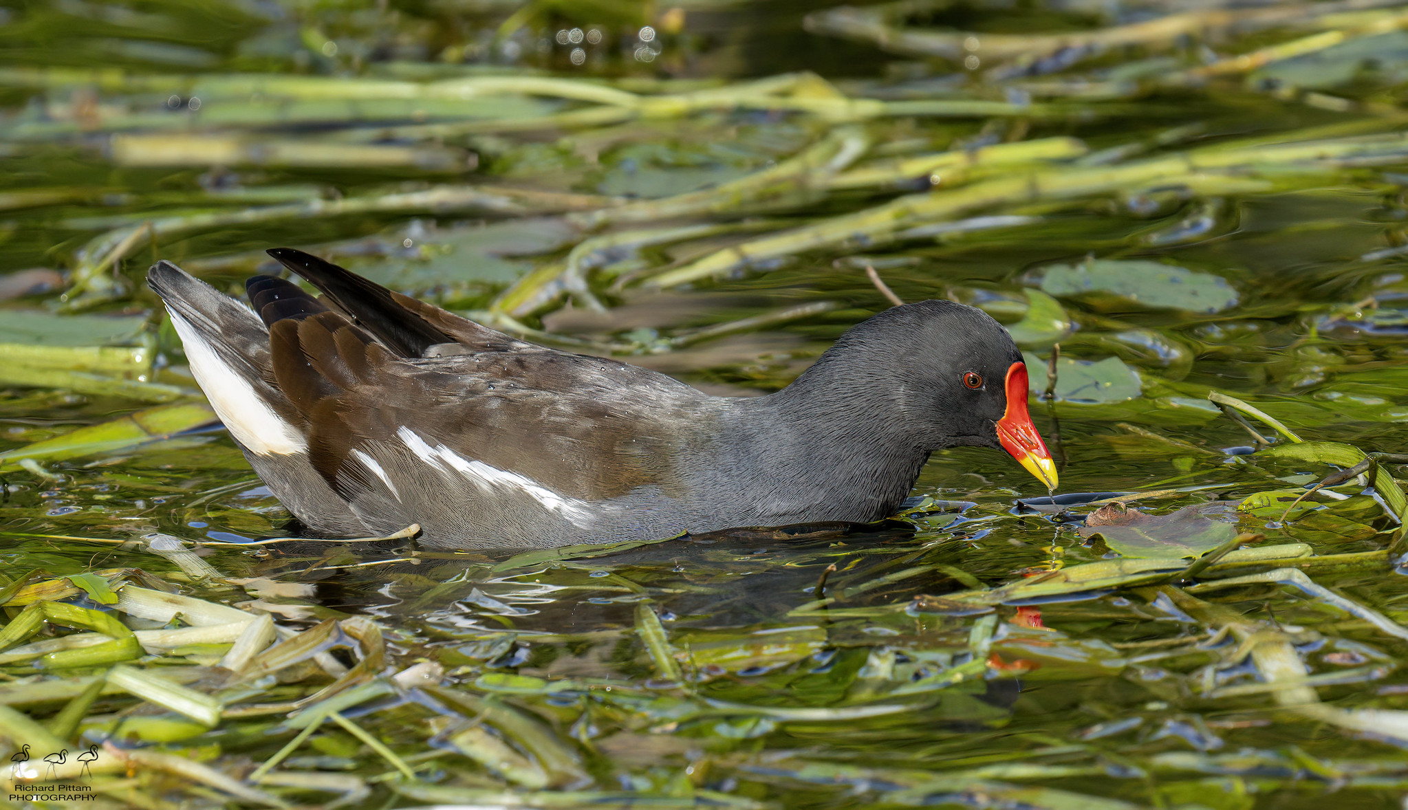 Moorhen - Autumn colours and high ISOs
