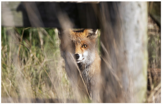 Fox In Hiding