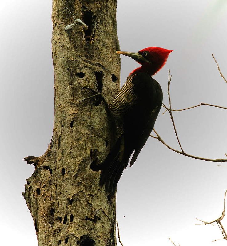 Robust Woodpecker_Campephilus robustus_Ascanio_Iguacu_Brazil_DZ3A1009