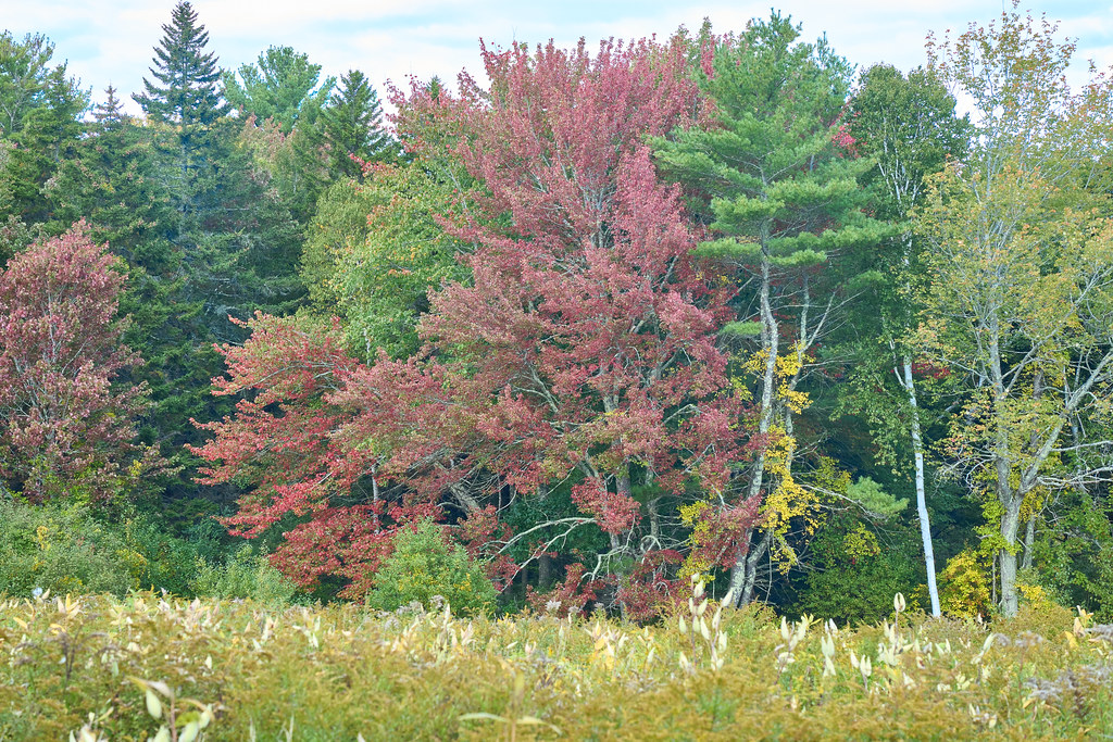 Farley Trail, near Trick or Trail: A Costumed 5K Trail Run at the Wells Reserve at Laudholm