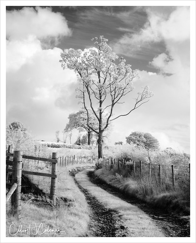 monochrome infrared landscape 720nm wales tree