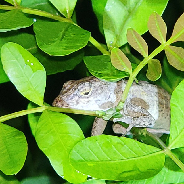 Anole Sleeping in the bushes