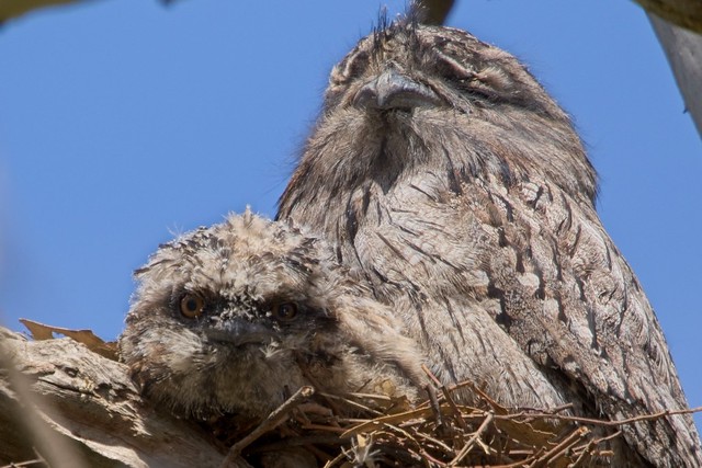 1110_ Tawny Frogmouths