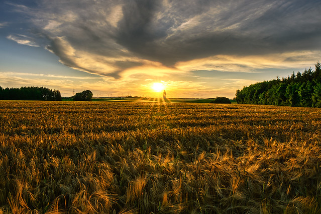 Golden Sunset over the Field - Goldener Sonnenuntergang über dem Feld