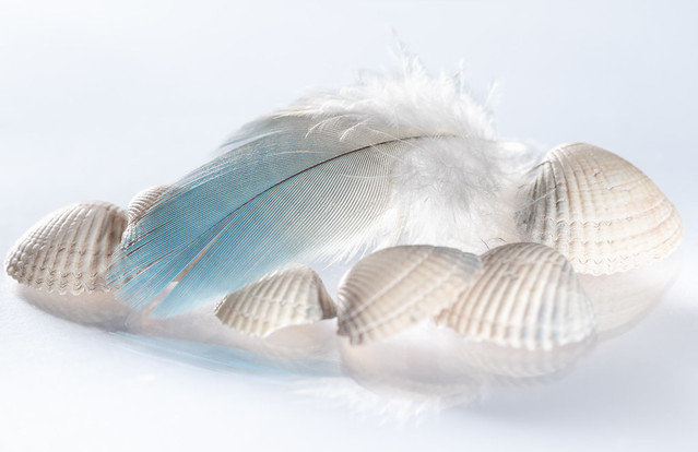 Feather and shells - My entry for todays 