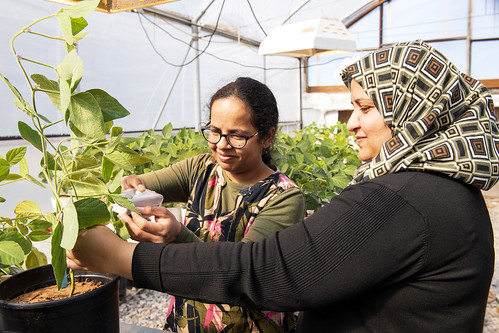 Two women stand side-by-side in a greenhouse. One is using an instrument to test a soybean plant.