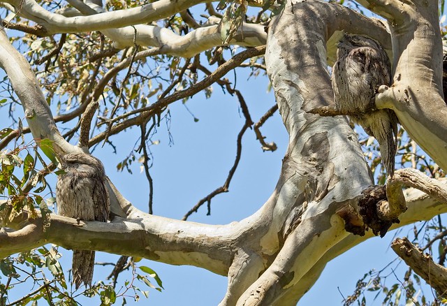 1108_Tawny Frogmouths sentry