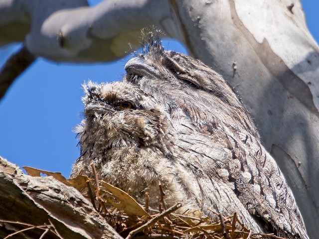 1086_ Tawny Frogmouth & chick