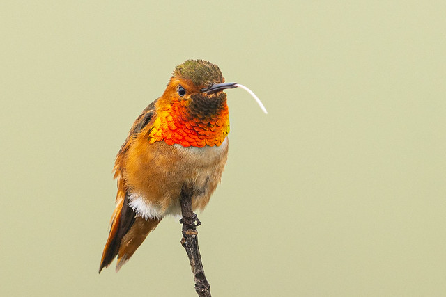 Rufous Hummingbird - tongue out (R52_6596)