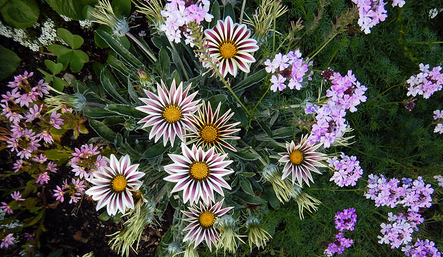 Gazania, a striped daisy accented by smaller purple flowers in the breast cancer garden
