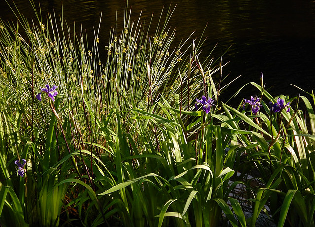 sun-lit garden of purple flag irises and decorative grasses by the duck pond
