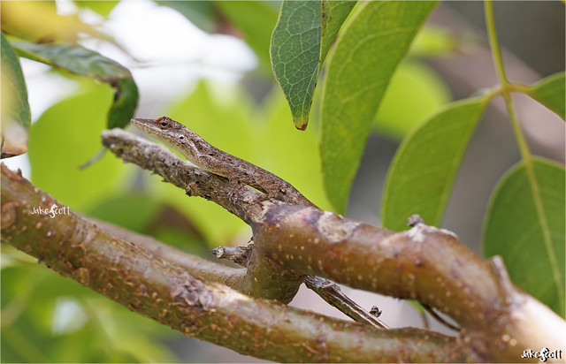 West Indies Twig Anole (Anolis oligaspis)