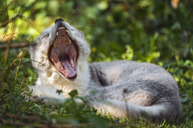 Arctic fox yawning wide, again