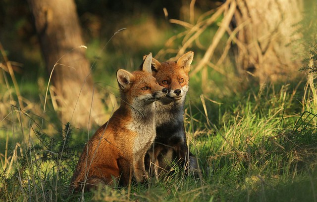 FOX MOTHER AND CUB