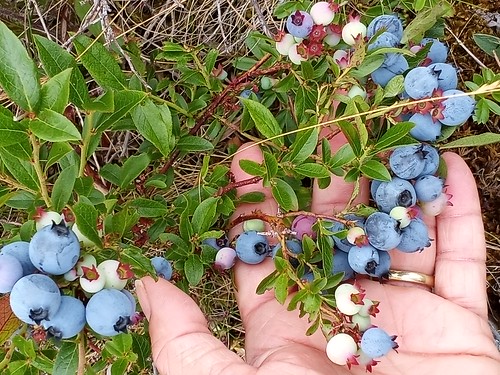 blueberries, Newfoundland. From Travel with Awe and Wonder: Stumble-Upons: First Observations in Newfoundland