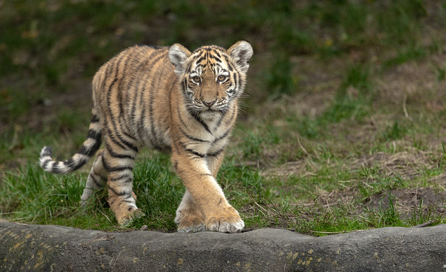 Junger sibirischer Tiger