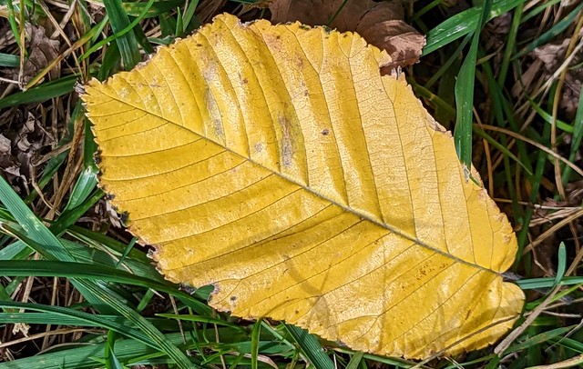 yellow leaf, not identifiable by plantnet.org