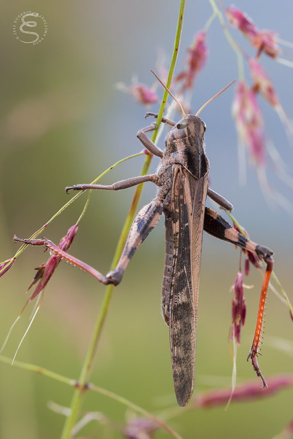 Locusta migratoria cinerascens