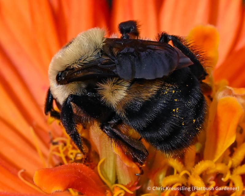 Brown-belted bumble bee (Bombus griseocollis) visiting Zinnia elegans flowers, East 4th Street Community Garden, Kensington, Brooklyn, 2022-10-16