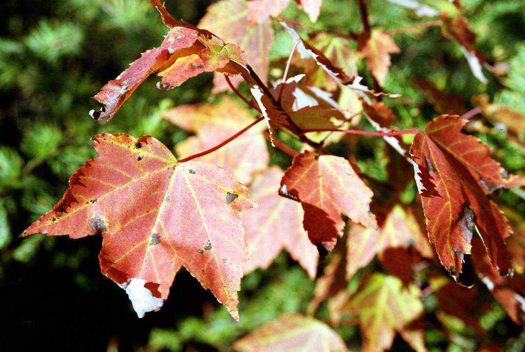 Maple Leaf Metamorphisis_