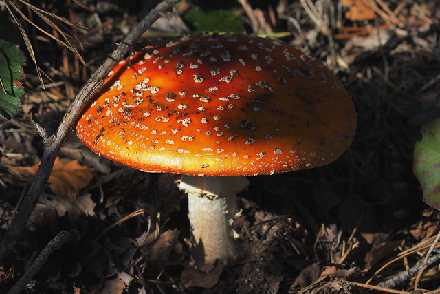 Pilz in der Heide - mushroom in the heath