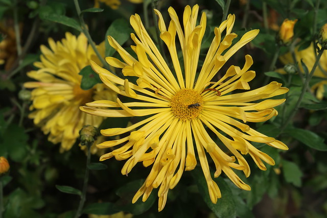Chrysanthemum, golden flower