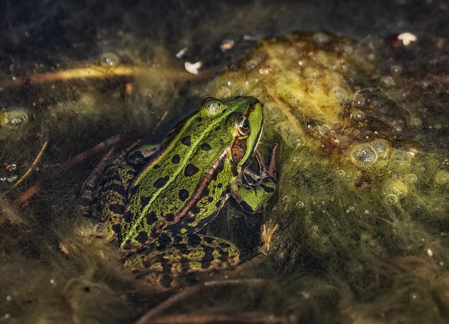 Teichfrosch Pond Frog Pelophylax