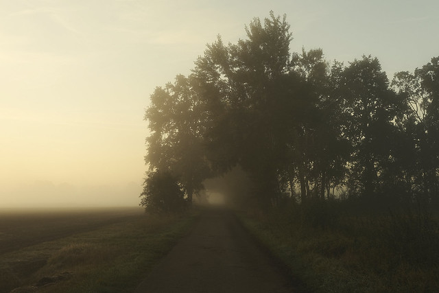 Golden Morning Fog