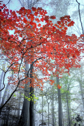 marylandstatepark trees outside fall autumn red mist landscape