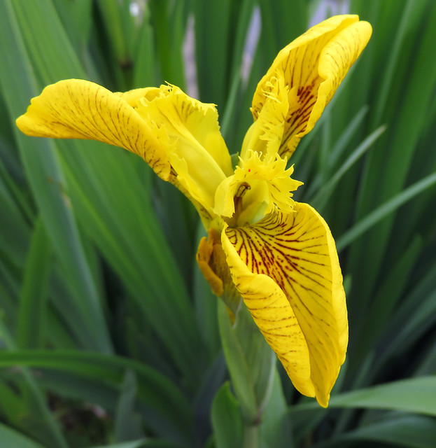 A yellow Flag Iris with red markings