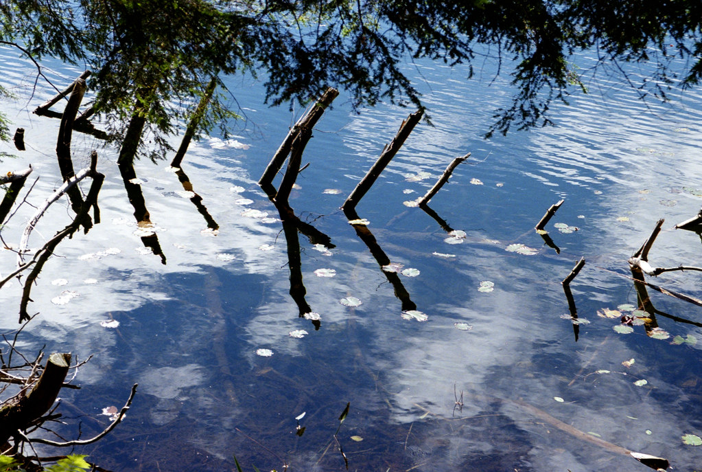 Sticks in the Lakewater