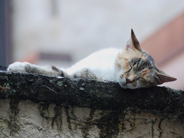 Sleeping cat on Isola dei Pescatori, Lago Maggiore