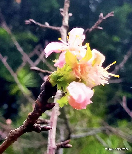 Oct Japanese Flowering Cherry at Sun Yat-sen Memorial Hall, Taipei, Taiwan, SJKen, Oct 18, 2022.
