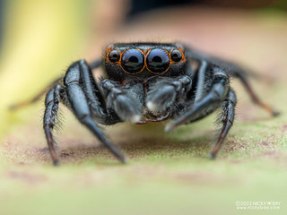 Jumping spider (Nungia sp.) - PA170858