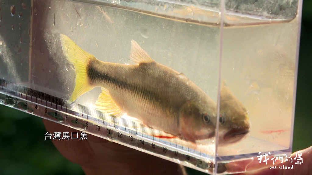 台灣馬口魚