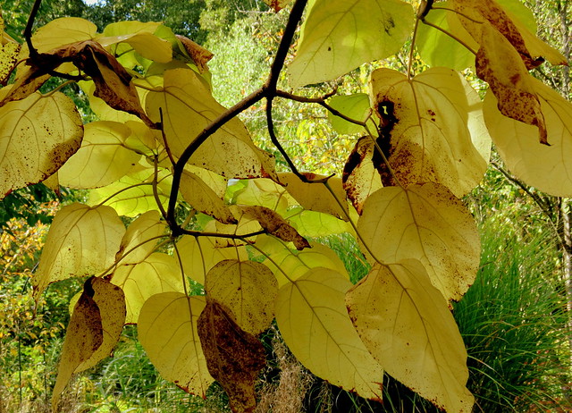 Trompetenbaum im Herbstkleid