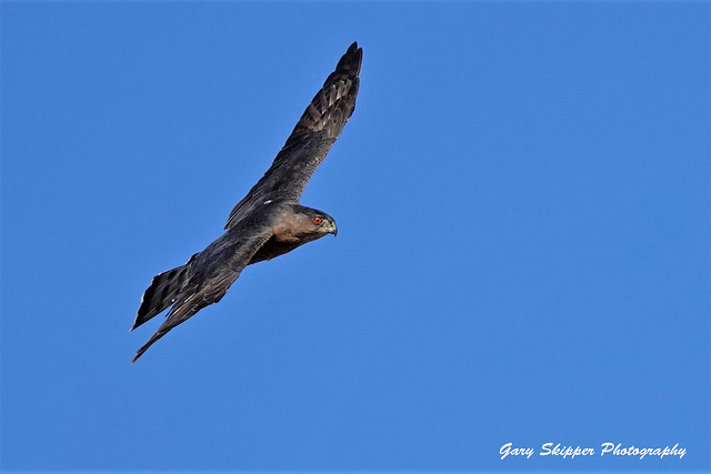 Coopers hawk gets some air-Chino California
