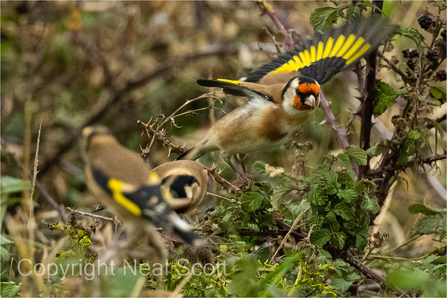 Charming Goldfinch-