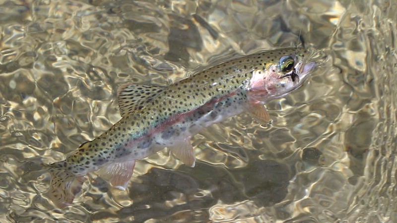 I caught a small Rainbow Trout in Long Lake with my tenkara fly rod, and we put it on a stringer